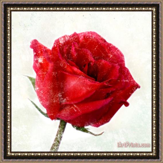 Sia Aryai Rose Red Framed Painting