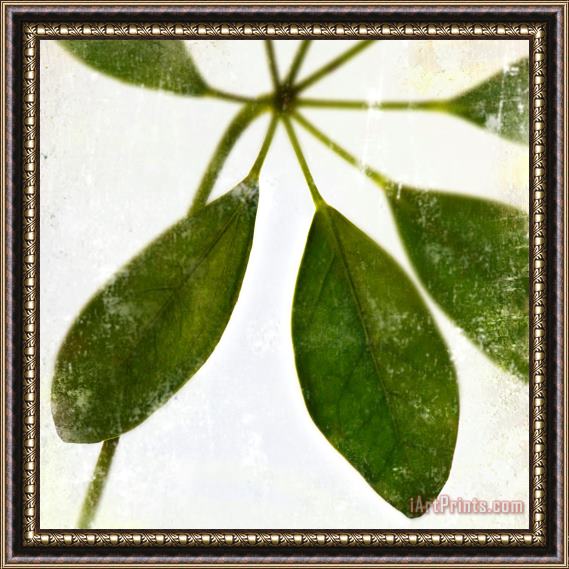 Sia Aryai Zen XIII Framed Print