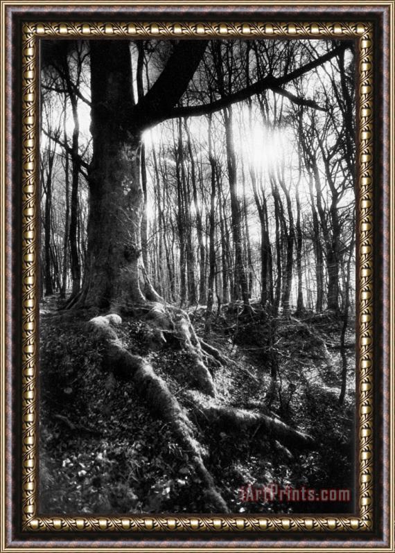 Simon Marsden Trees at the entrance to the Valley of No Return Framed Print