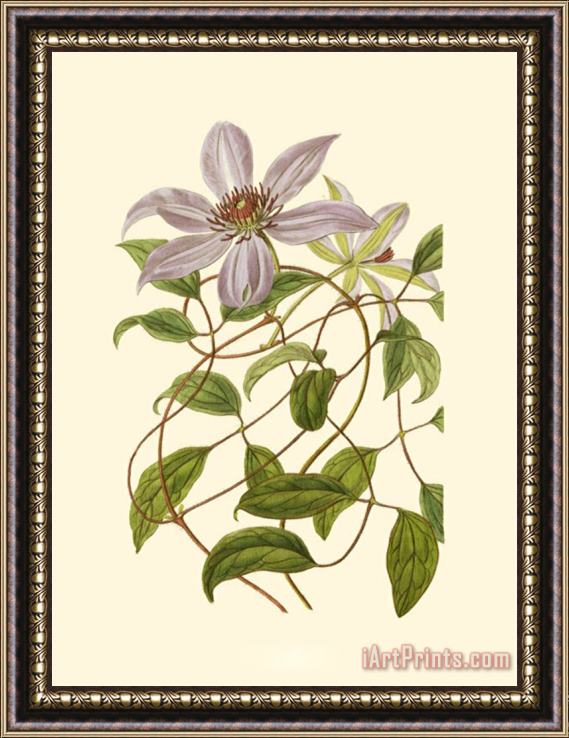 Sydenham Teast Edwards Blossoming Vine III Framed Print
