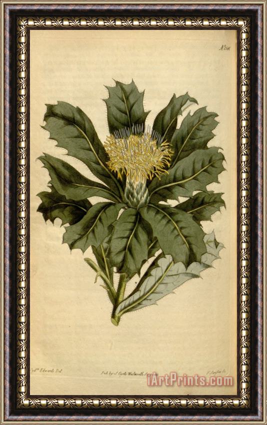Sydenham Teast Edwards Botanical Magazine 1581 Dryandra Floribunda Framed Painting