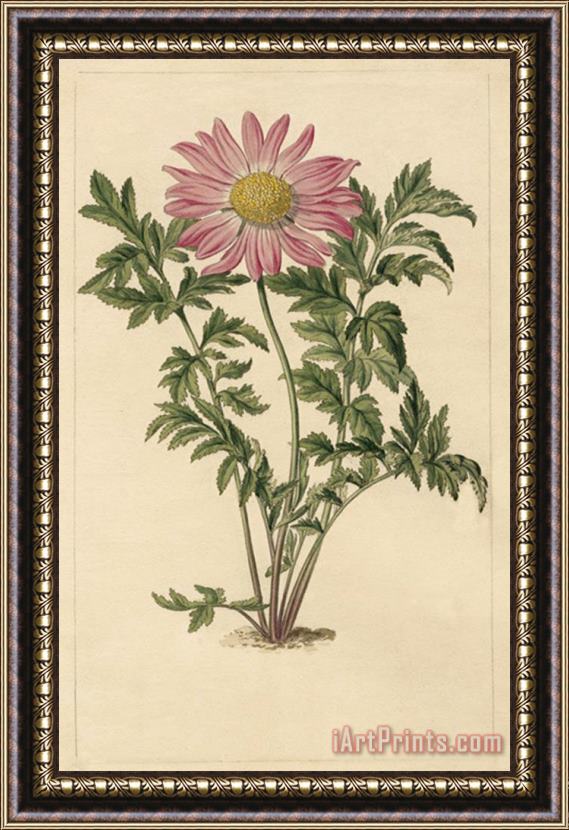 Sydenham Teast Edwards Chrysanthemum Roseum Framed Painting
