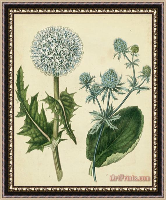 Sydenham Teast Edwards Cottage Florals III Framed Print