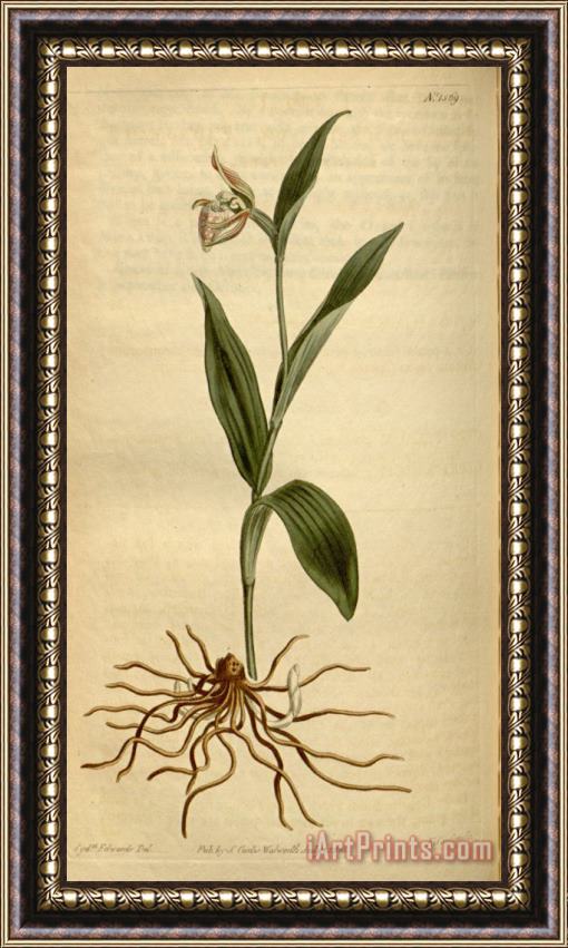 Sydenham Teast Edwards Cypripedium Arietinum 1813 Framed Painting