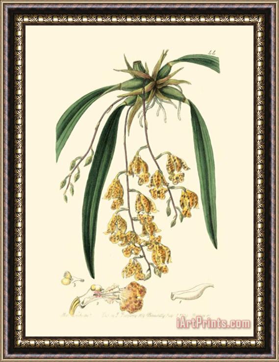 Sydenham Teast Edwards Elegant Orchid I Framed Painting