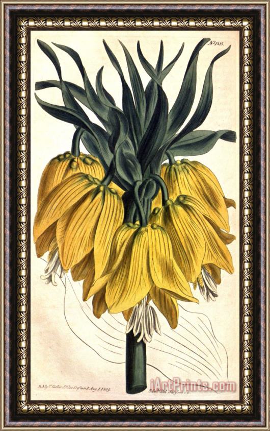 Sydenham Teast Edwards Fritillaria Imperialis (subgenus Petilium) 1809 Framed Painting