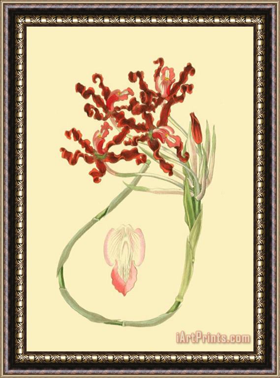 Sydenham Teast Edwards Le Fleur Rouge II Framed Print