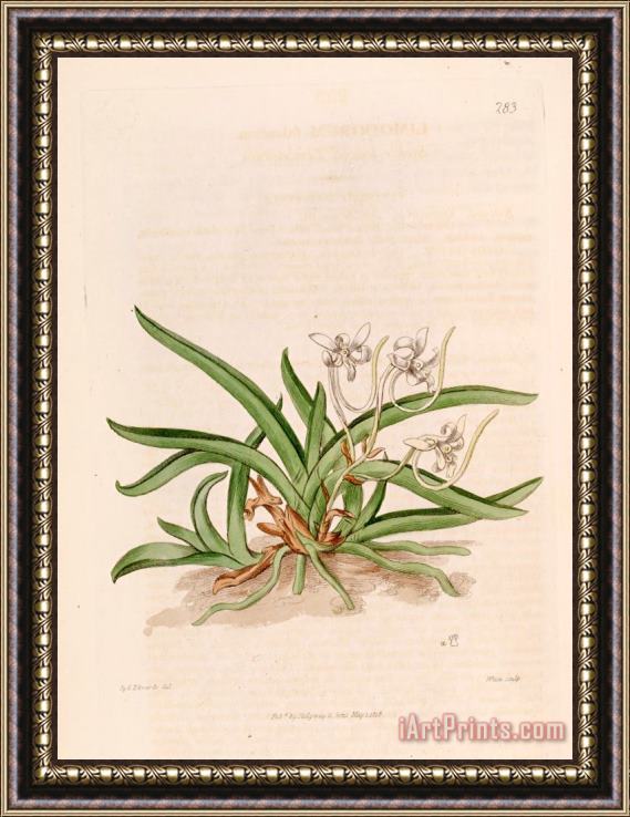 Sydenham Teast Edwards Neofinetia Falcata (as Limodorum Falcatum) 1818 Framed Print