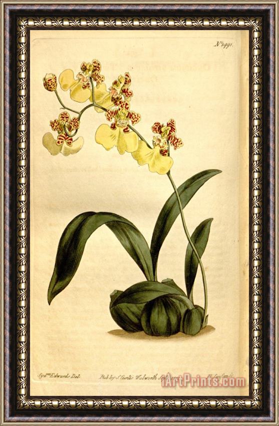 Sydenham Teast Edwards Oncidium Bifolium 1812 Framed Print