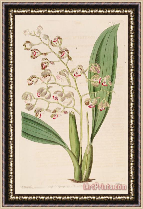 Sydenham Teast Edwards Oncidium Pubes 1826 Framed Print
