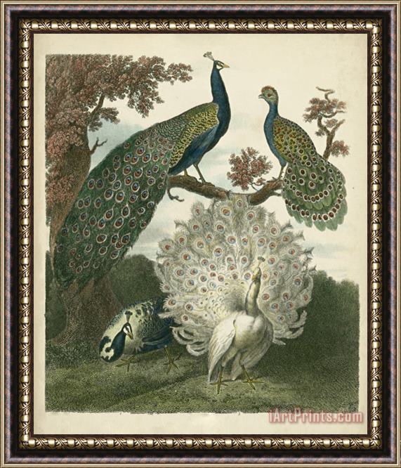 Sydenham Teast Edwards Peacock Gathering Framed Print
