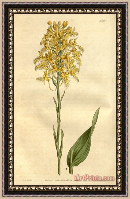 Sydenham Teast Edwards Platanthera Ciliaris (as Habenaria Ciliaris) 1814 Framed Print