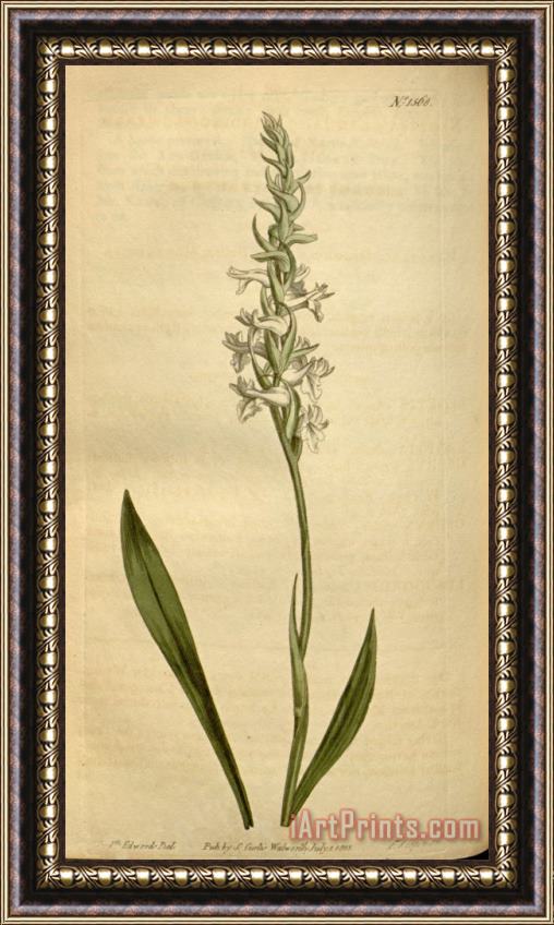 Sydenham Teast Edwards Spiranthes Cernua (as Neottia Cernua) 1813 Framed Painting