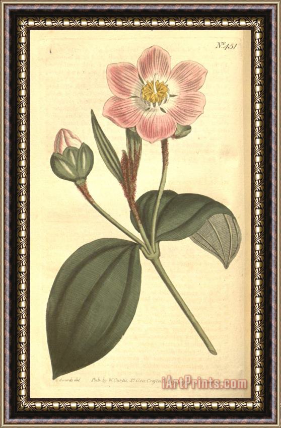 Sydenham Teast Edwards The Botanical Magazine 1799 Framed Painting