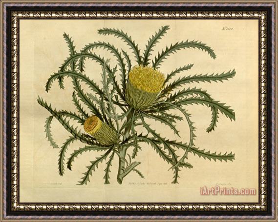 Sydenham Teast Edwards The Botanical Magazine Plate 1582 Framed Painting
