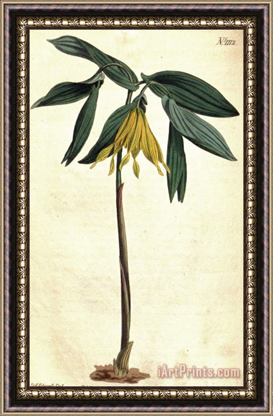 Sydenham Teast Edwards Uvularia Grandiflora 1808 Framed Print