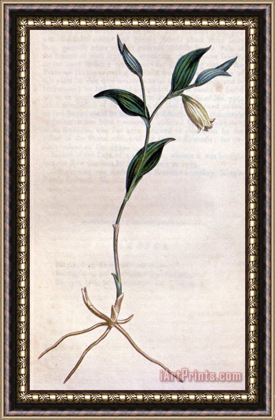 Sydenham Teast Edwards Uvularia Sessilifolia 1811 Framed Print