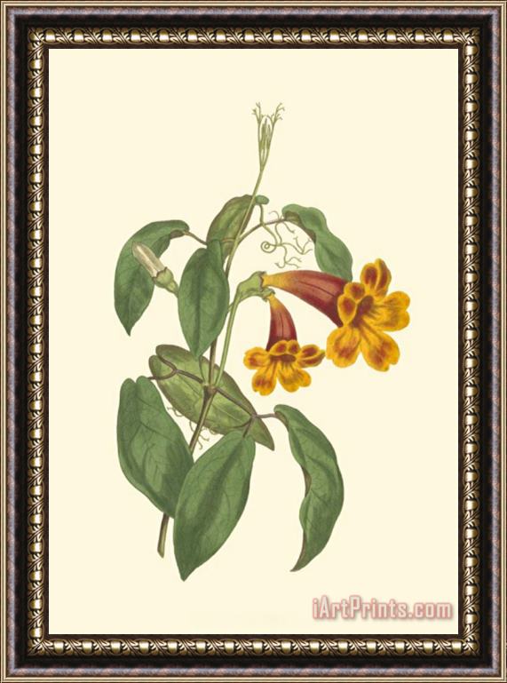 Sydenham Teast Edwards Vibrant Blooms I Framed Painting