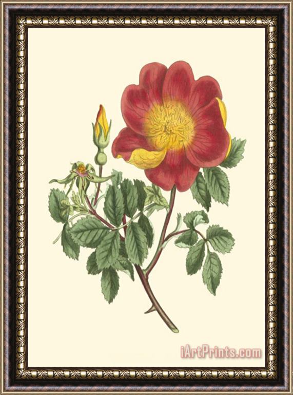 Sydenham Teast Edwards Vibrant Blooms Iv Framed Painting