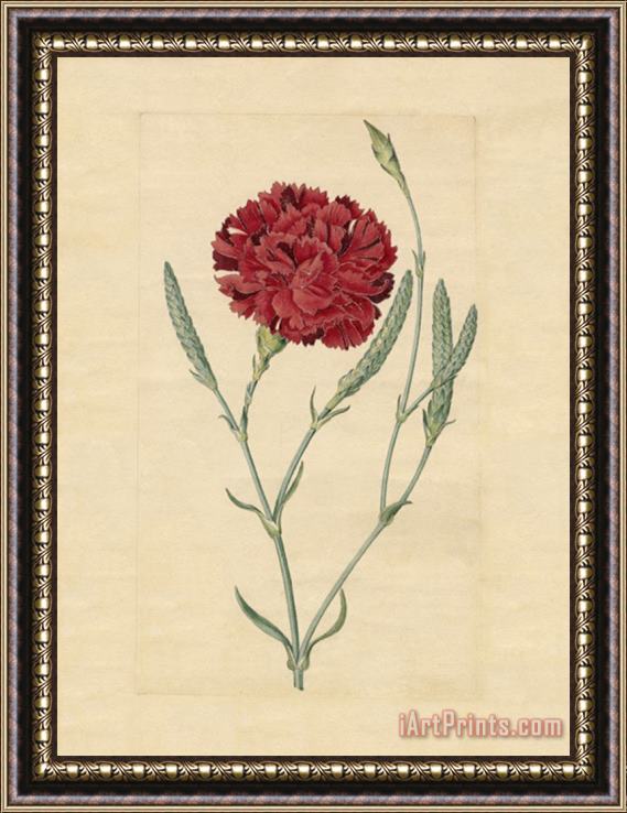Sydenham Teast Edwards Wheatear Carnation Framed Print