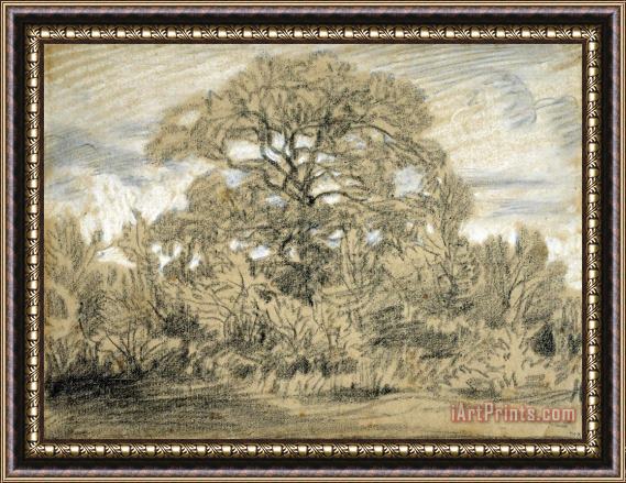Theodore Rousseau Study of an Oak Tree Framed Print