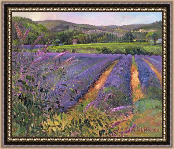 Timothy Easton Buddleia And Lavender Field Montclus Framed Print