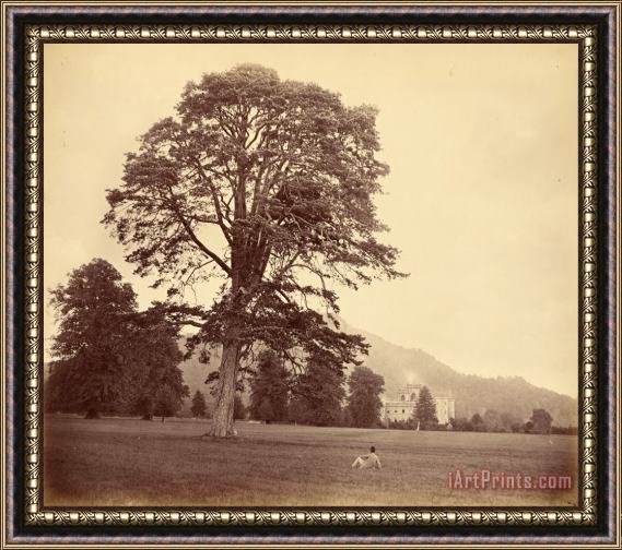 Vernon Heath Great Scots Fir on Lawn Framed Print