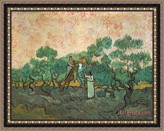 Vincent van Gogh The Olive Pickers Framed Painting