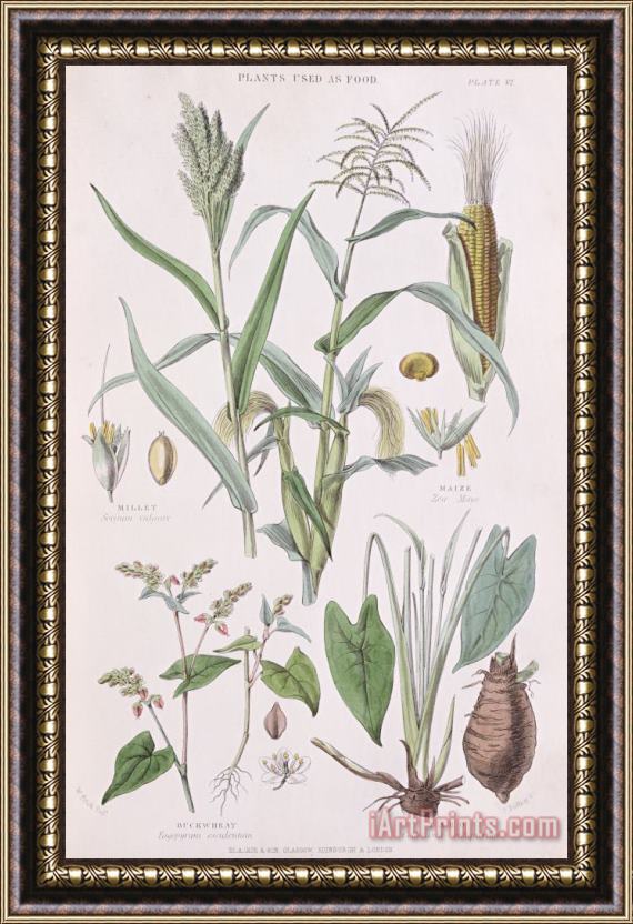 W Fitch Millet Maize Buckwheat And Taro Framed Print