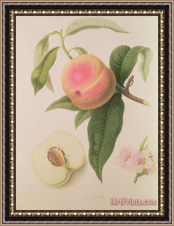 William Hooker Noblesse Peach Framed Painting