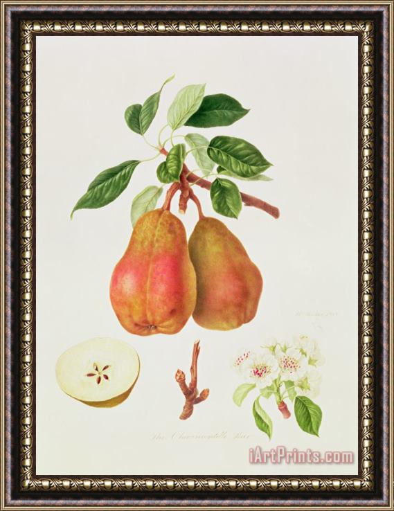 William Hooker The Chaumontelle Pear Framed Painting