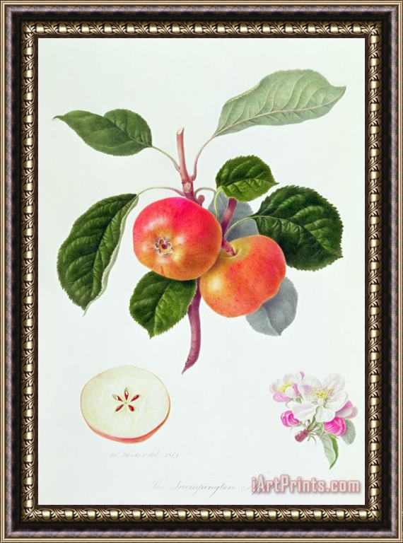 William Hooker The Trumpington Apple Framed Print