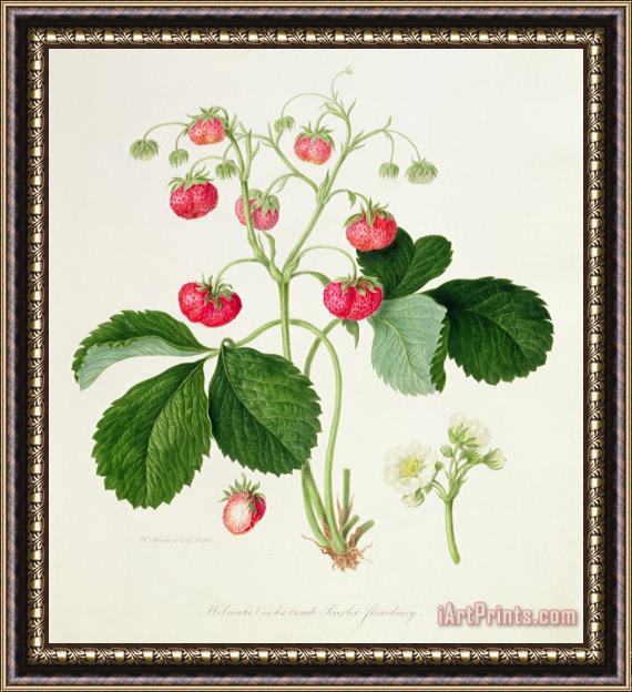 William Hooker Wilmot's Cocks Comb Scarlet Strawberry Framed Painting