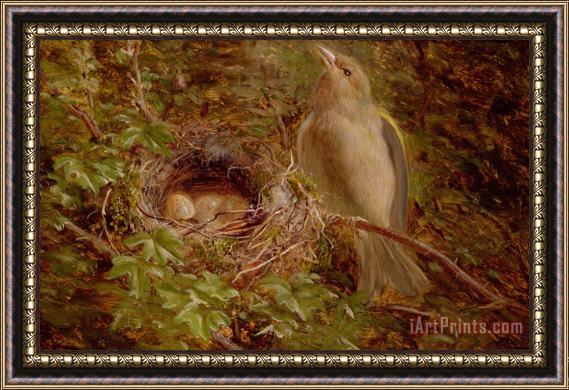 William Hughes A Greenfinch at its Nest Framed Painting