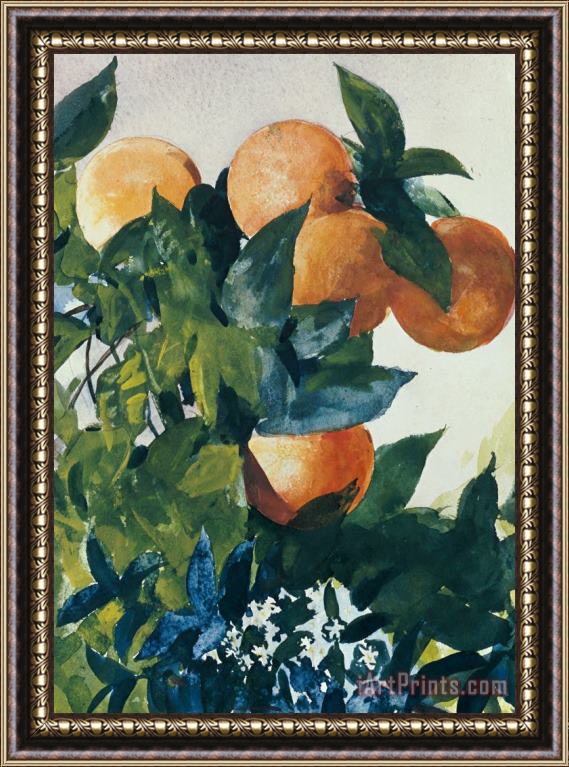 Winslow Homer Oranges on a Branch Framed Painting