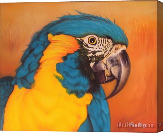Agris Rautins Blue-and-yellow macaw Stretched Canvas Print / Canvas Art
