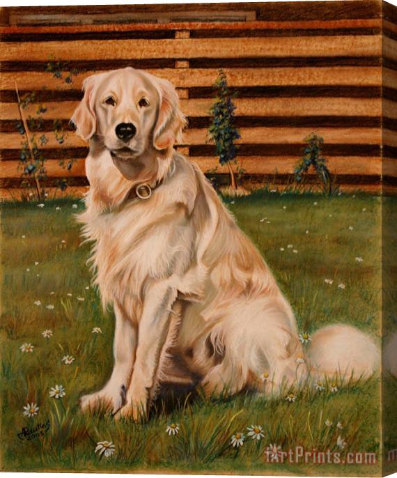 Agris Rautins Drawing of a Golden Retriever Stretched Canvas Print / Canvas Art