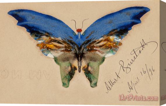Albert Bierstadt Blue Butterfly, 1896 Stretched Canvas Print / Canvas Art