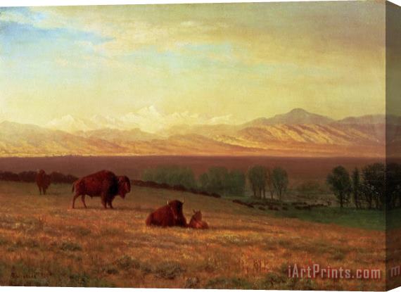 Albert Bierstadt Buffalo on The Plains Stretched Canvas Print / Canvas Art
