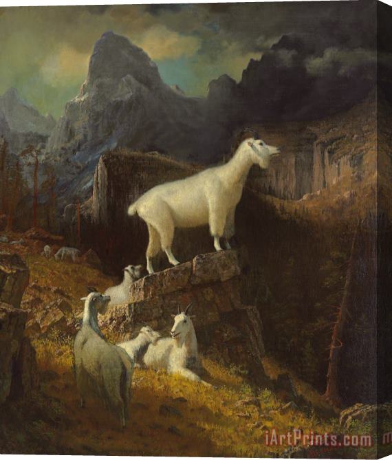 Albert Bierstadt Rocky Mountain Goats Stretched Canvas Print / Canvas Art
