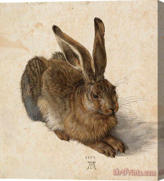 Albrecht Durer Hare, 1502 Stretched Canvas Print / Canvas Art