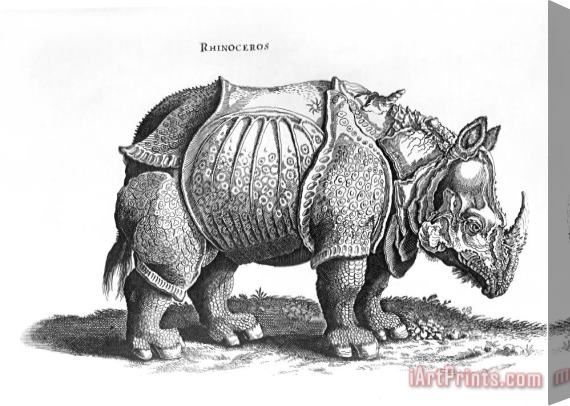 Albrecht Durer Rhinoceros No 76 From Historia Animalium By Conrad Gesner Stretched Canvas Print / Canvas Art