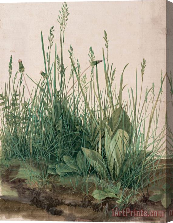Albrecht Durer The Large Piece of Turf, 1503 Stretched Canvas Print / Canvas Art