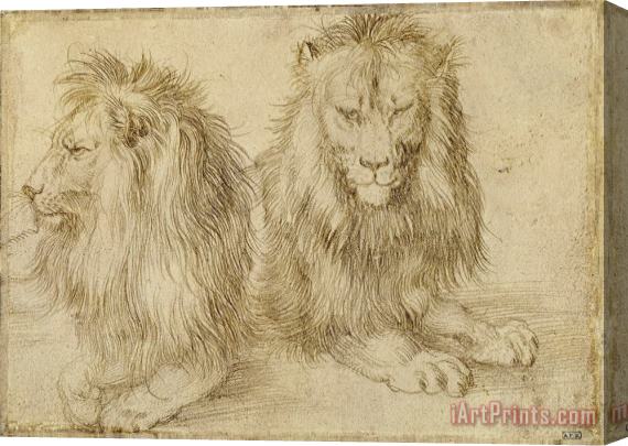 Albrecht Durer Two Seated Lions Stretched Canvas Print / Canvas Art