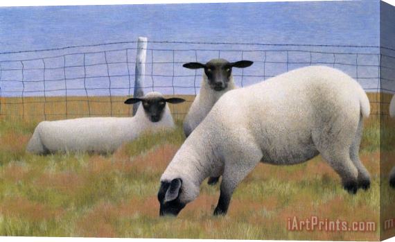 Alex Colville Three Sheep Stretched Canvas Painting / Canvas Art