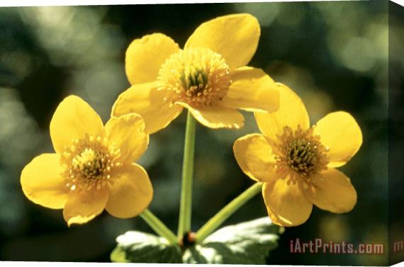American School Himalayan Marsh Marigold Stretched Canvas Painting / Canvas Art