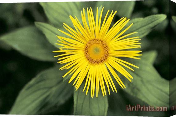 American School Inula grandiflora Stretched Canvas Painting / Canvas Art