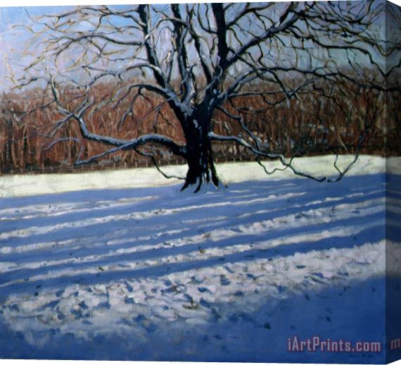 Andrew Macara Large Tree Stretched Canvas Print / Canvas Art