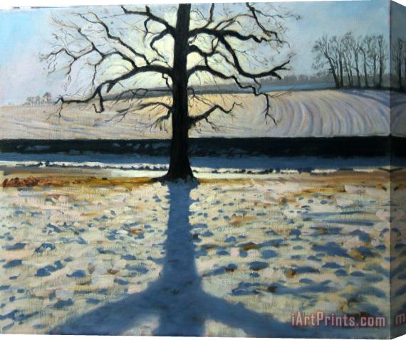 Andrew Macara Tree and Shadow Calke Abbey Derbyshire Stretched Canvas Painting / Canvas Art