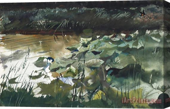 andrew wyeth Lily Pads, 1954 Stretched Canvas Print / Canvas Art